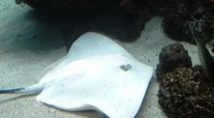 Top 10: rzadkie i piękne albinos